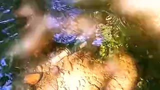 Delicious Perversions In The Forest